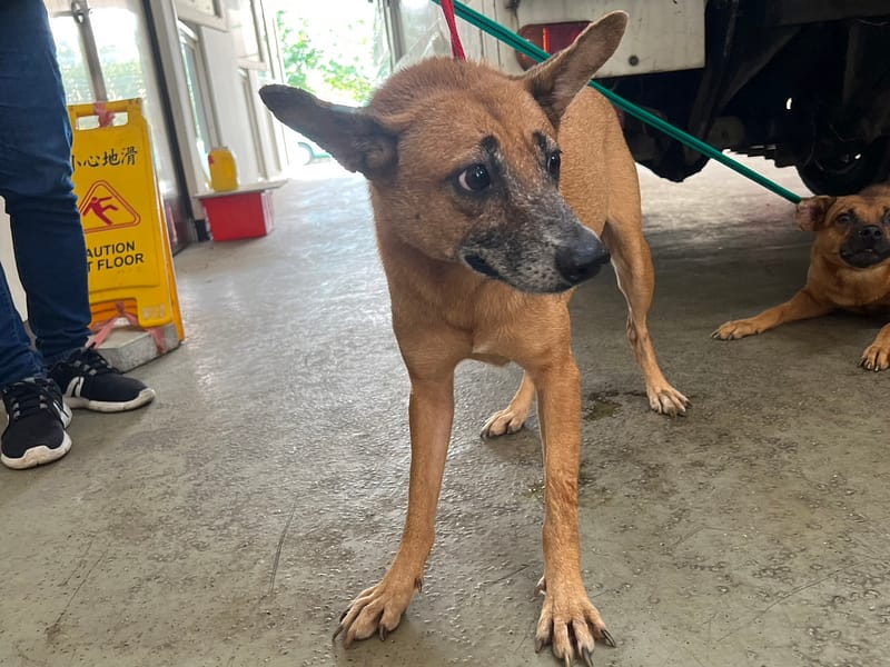 【待認養】混種犬 狗 (女生) - 桃園市動物保護教育園區