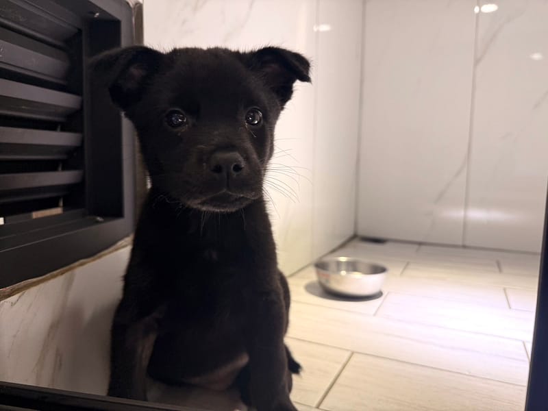 【待認養】混種犬 狗 (女生) - 桃園市動物保護教育園區