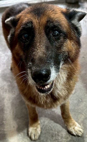 【待認養】德國狼犬(德國牧羊犬) 狗 (男生) - 花蓮縣狗貓躍動園區