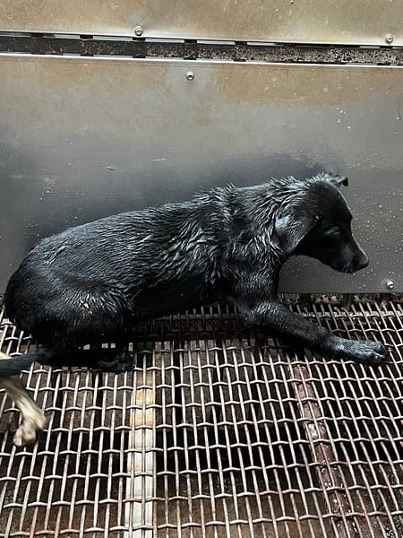 【待認養】混種犬 狗 (男生) - 彰化縣流浪狗中途之家