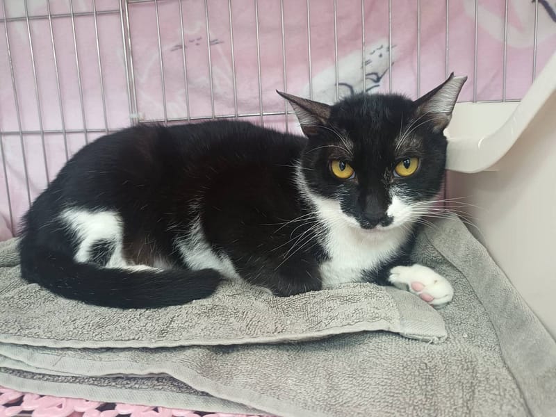 【待認養】混種貓 貓 (男生) - 新北市板橋區公立動物之家