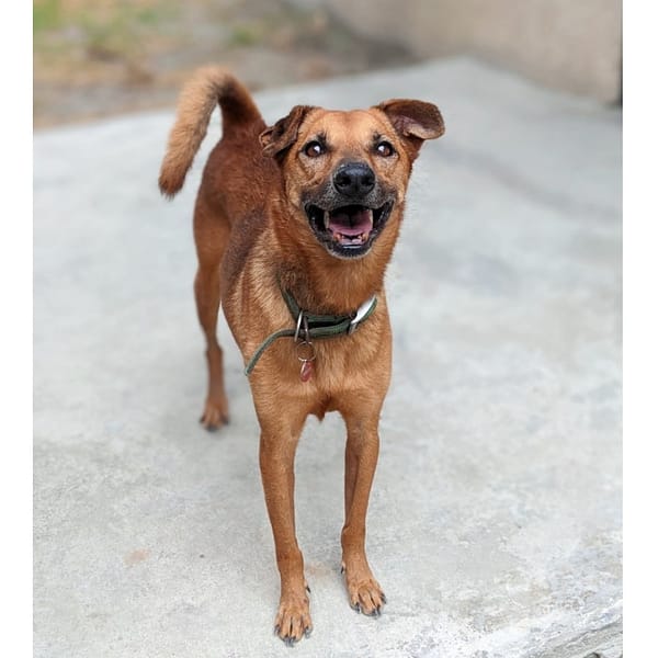 【待認養】混種犬 狗 (男生) - 花蓮縣狗貓躍動園區
