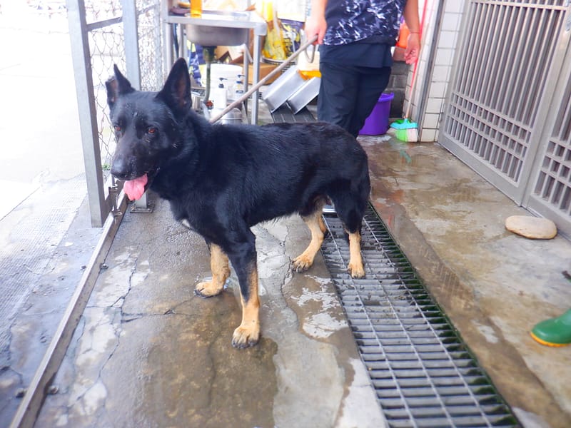 【待認養】混種犬 狗 (男生) - 南投縣公立動物收容所