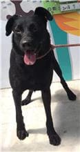 【待認養】混種犬 狗 (男生) - 新北市新店區公立動物之家