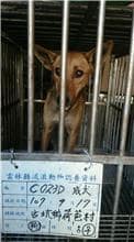 【待認養】混種犬 狗 (女生) - 雲林縣流浪動物收容所