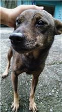 【待認養】混種犬 狗 (女生) - 新北市三芝區公立動物之家