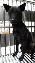 【待認養】混種犬 狗 (女生) - 新北市八里區公立動物之家