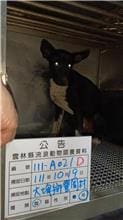 【待認養】混種犬 狗 (女生) - 雲林縣流浪動物收容所