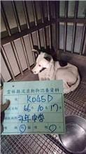 【待認養】混種犬 狗 (男生) - 雲林縣流浪動物收容所