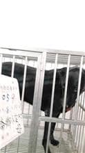 【待認養】混種犬 狗 (女生) - 雲林縣流浪動物收容所