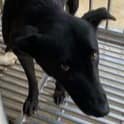 【待認養】混種犬 狗 (女生) - 澎湖縣流浪動物收容中心
