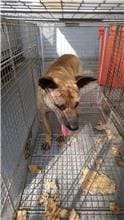 【待認養】混種犬 狗 (女生) - 新北市五股區公立動物之家