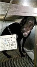 【待認養】混種犬 狗 (男生) - 雲林縣流浪動物收容所