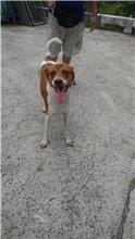 【待認養】混種犬 狗 (男生) - 新北市五股區公立動物之家