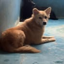 【待認養】混種犬 狗 (女生) - 苗栗縣動物保護教育園區