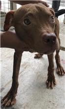 【待認養】混種犬 狗 (男生) - 花蓮縣狗貓躍動園區