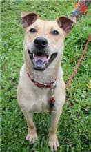 【待認養】混種犬 狗 (男生) - 臺中市動物之家后里園區