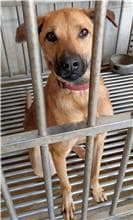 【待認養】混種犬 狗 (男生) - 澎湖縣流浪動物收容中心