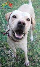 【待認養】混種犬 狗 (男生) - 臺中市動物之家后里園區