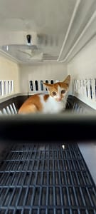 【待認養】混種貓 貓 (男生) - 新北市新店區公立動物之家