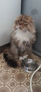 就愛毛寶貝寵物美容