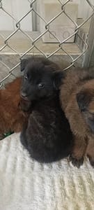 【待認養】混種犬 狗 (男生) - 臺東縣動物收容中心