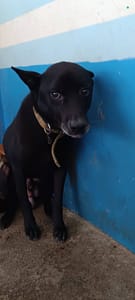 【待認養】混種犬 狗 (男生) - 苗栗縣動物保護教育園區