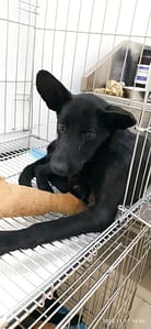 【待認養】混種犬 狗 (男生) - 雲林縣流浪動物收容所