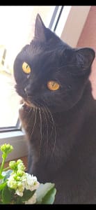 皇太園寵物澡堂