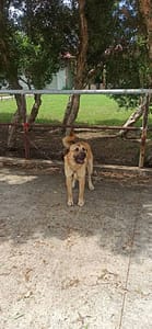 【待認養】混種犬 狗 (男生) - 金門縣動物收容中心