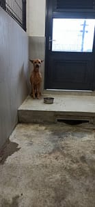【待認養】混種犬 狗 (女生) - 金門縣動物收容中心