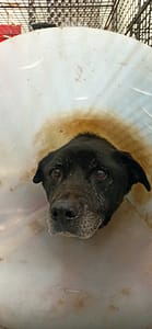 【待認養】混種犬 狗 (女生) - 金門縣動物收容中心