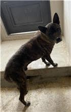 【待認養】混種犬 狗 (男生) - 金門縣動物收容中心