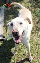 【待認養】混種犬 狗 (男生) - 臺中市動物之家南屯園區