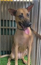 【待認養】混種犬 狗 (女生) - 新北市五股區公立動物之家