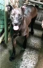 【待認養】混種犬 狗 (男生) - 基隆市寵物銀行