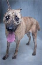 【待認養】混種犬 狗 (男生) - 基隆市寵物銀行