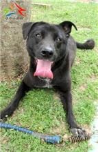 【待認養】混種犬 狗 (女生) - 臺中市動物之家后里園區