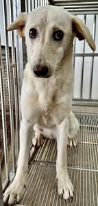 【待認養】混種犬 狗 (女生) - 花蓮縣狗貓躍動園區