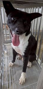 【待認養】混種犬 狗 (男生) - 花蓮縣狗貓躍動園區