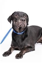 【待認養】混種犬 狗 (男生) - 臺北市動物之家