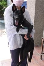 【待認養】混種犬 狗 (女生) - 宜蘭縣流浪動物中途之家