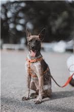 【待認養】混種犬 狗 (男生) - 彰化縣流浪狗中途之家