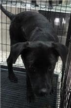 【待認養】混種犬 狗 (男生) - 宜蘭縣流浪動物中途之家