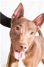 【待認養】混種犬 狗 (男生) - 臺北市動物之家