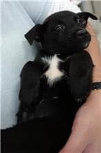 【待認養】混種犬 狗 (女生) - 宜蘭縣流浪動物中途之家