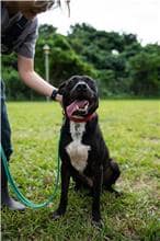 【待認養】混種犬 狗 (男生) - 臺北市動物之家