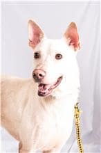 【待認養】混種犬 狗 (男生) - 臺北市動物之家