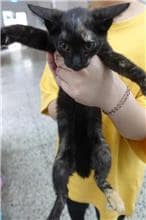 【待認養】混種貓 貓 (女生) - 宜蘭縣流浪動物中途之家