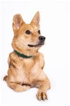 【待認養】混種犬 狗 (女生) - 臺北市動物之家